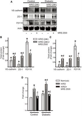 Hypoxia induces purinergic receptor signaling to disrupt endothelial barrier function